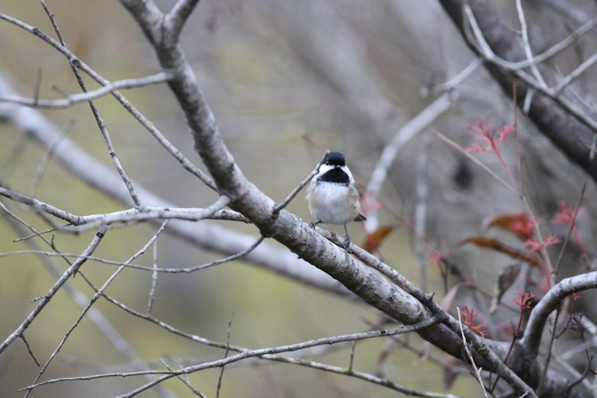 Black-capped Chickadee - ML644412768