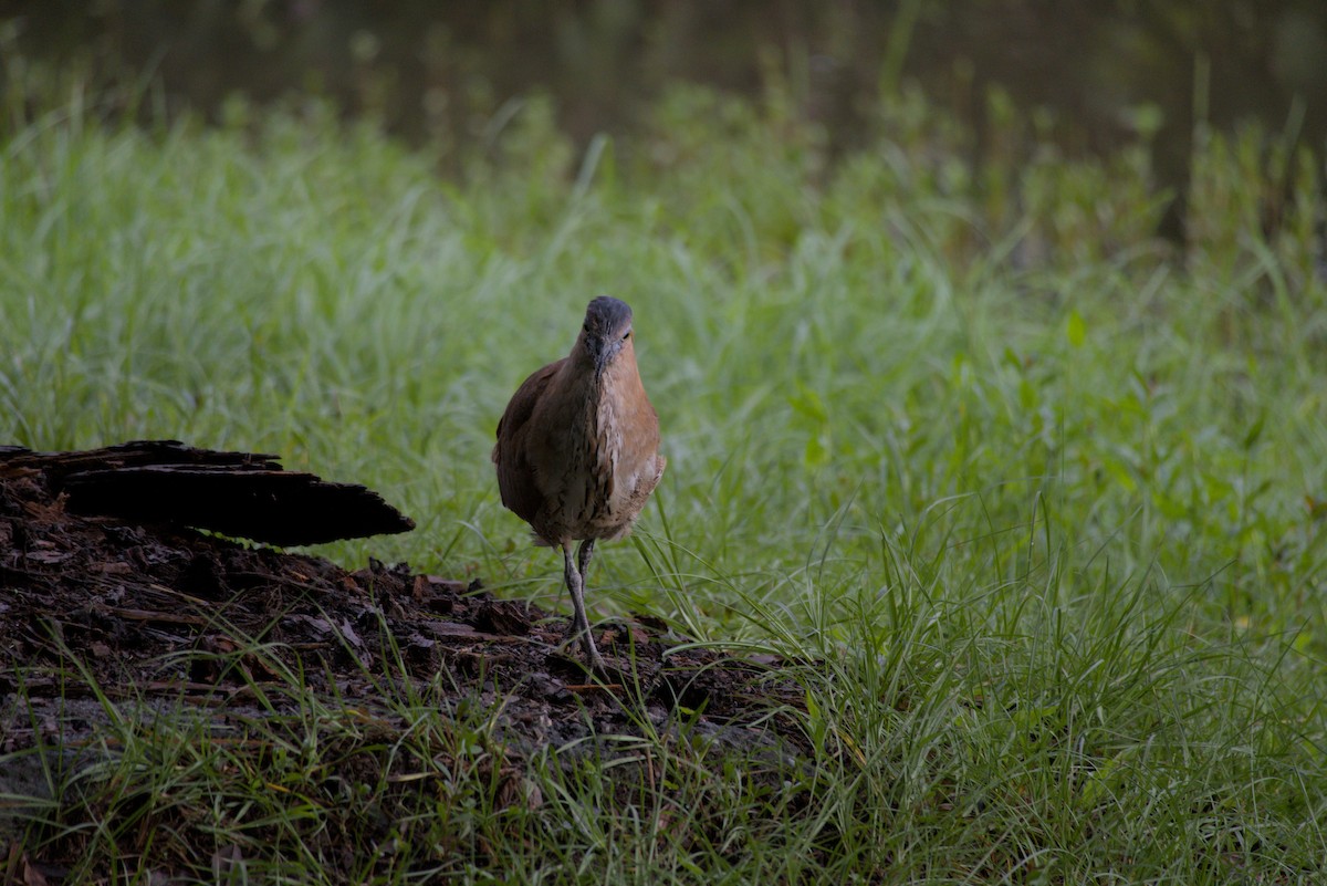 Malayan Night Heron - ML644412772
