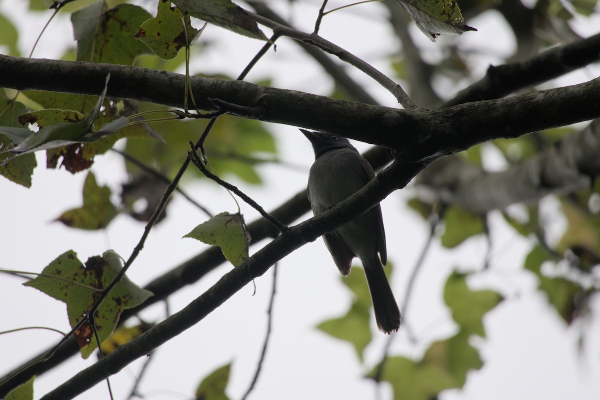 Black-naped Monarch - ML644412778