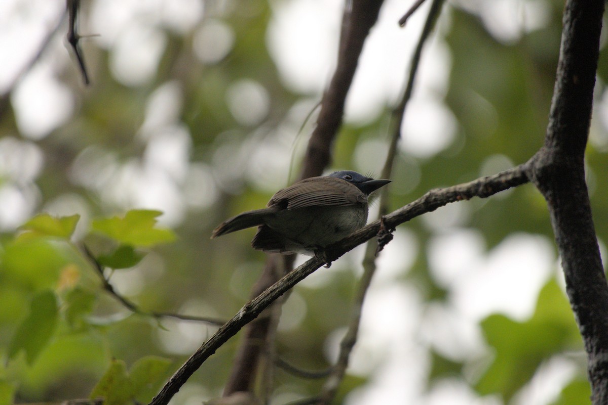 Black-naped Monarch - ML644412779