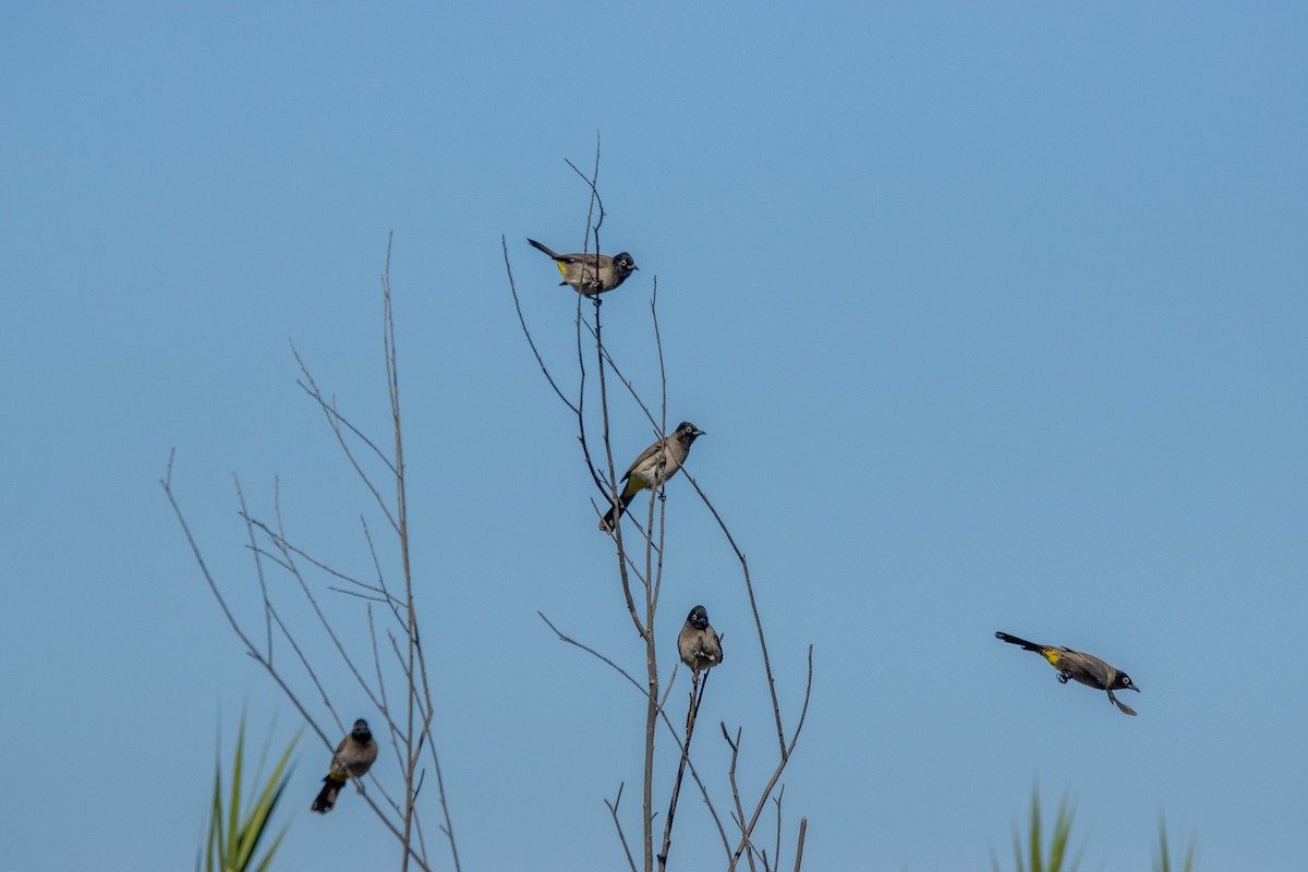 Gelbsteißbülbül - ML644412787