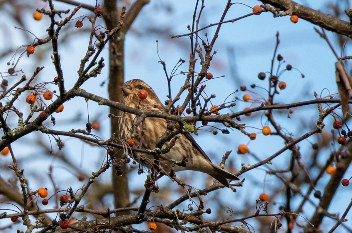 Purple Finch - ML644412798