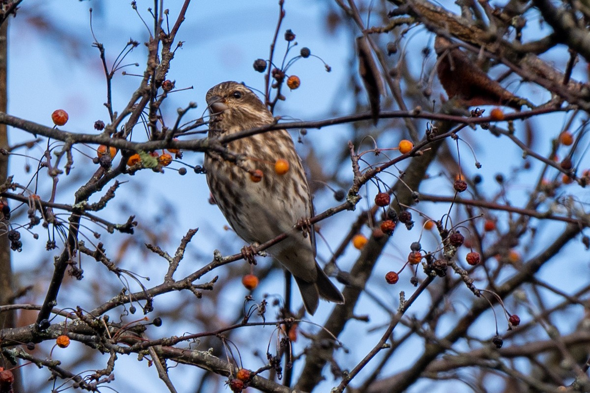 Purple Finch - ML644412799