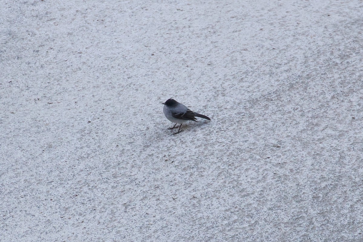 Torrent Tyrannulet - ML644412807