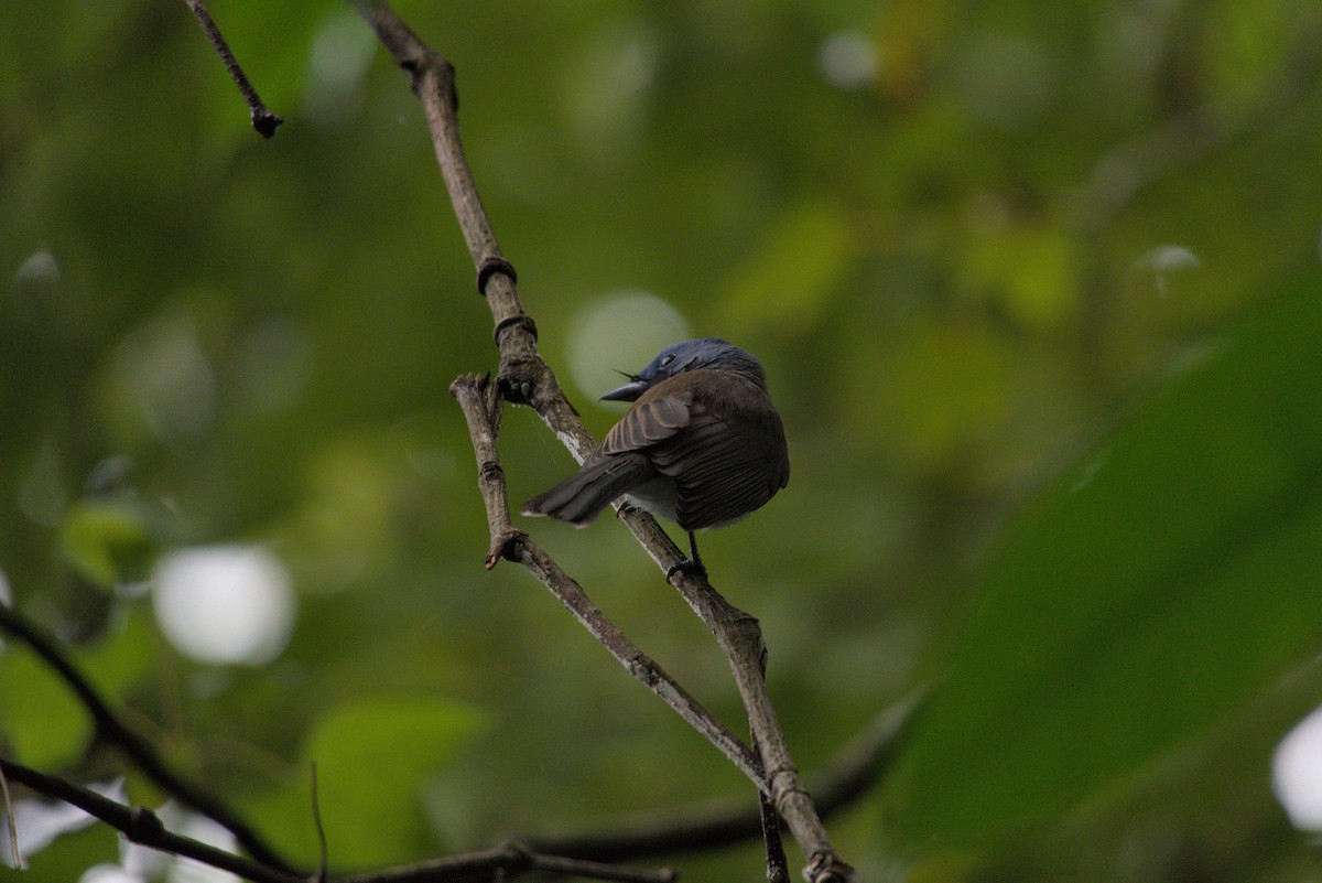 Black-naped Monarch - ML644412810