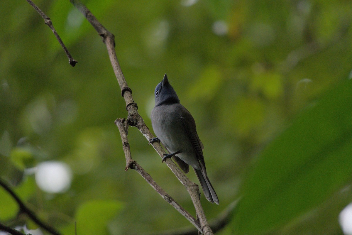 Black-naped Monarch - ML644412811