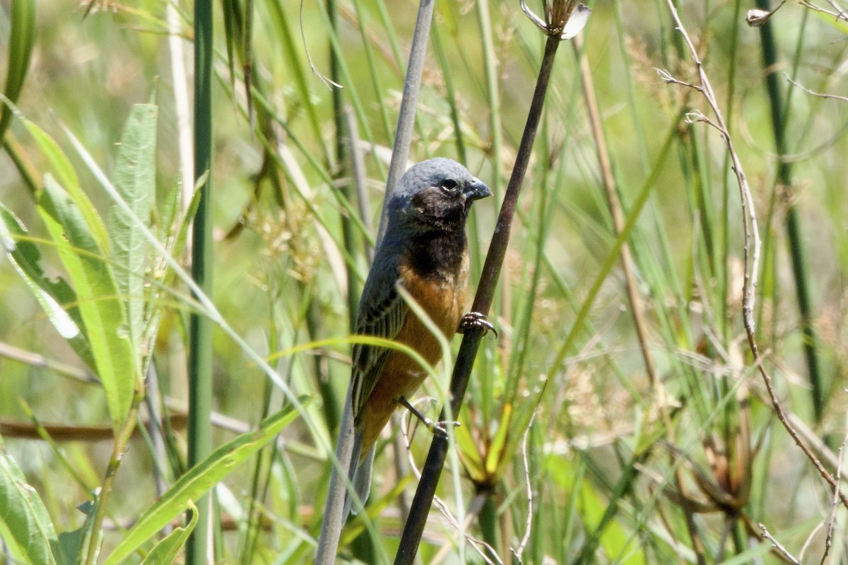 Dark-throated Seedeater - ML644412812