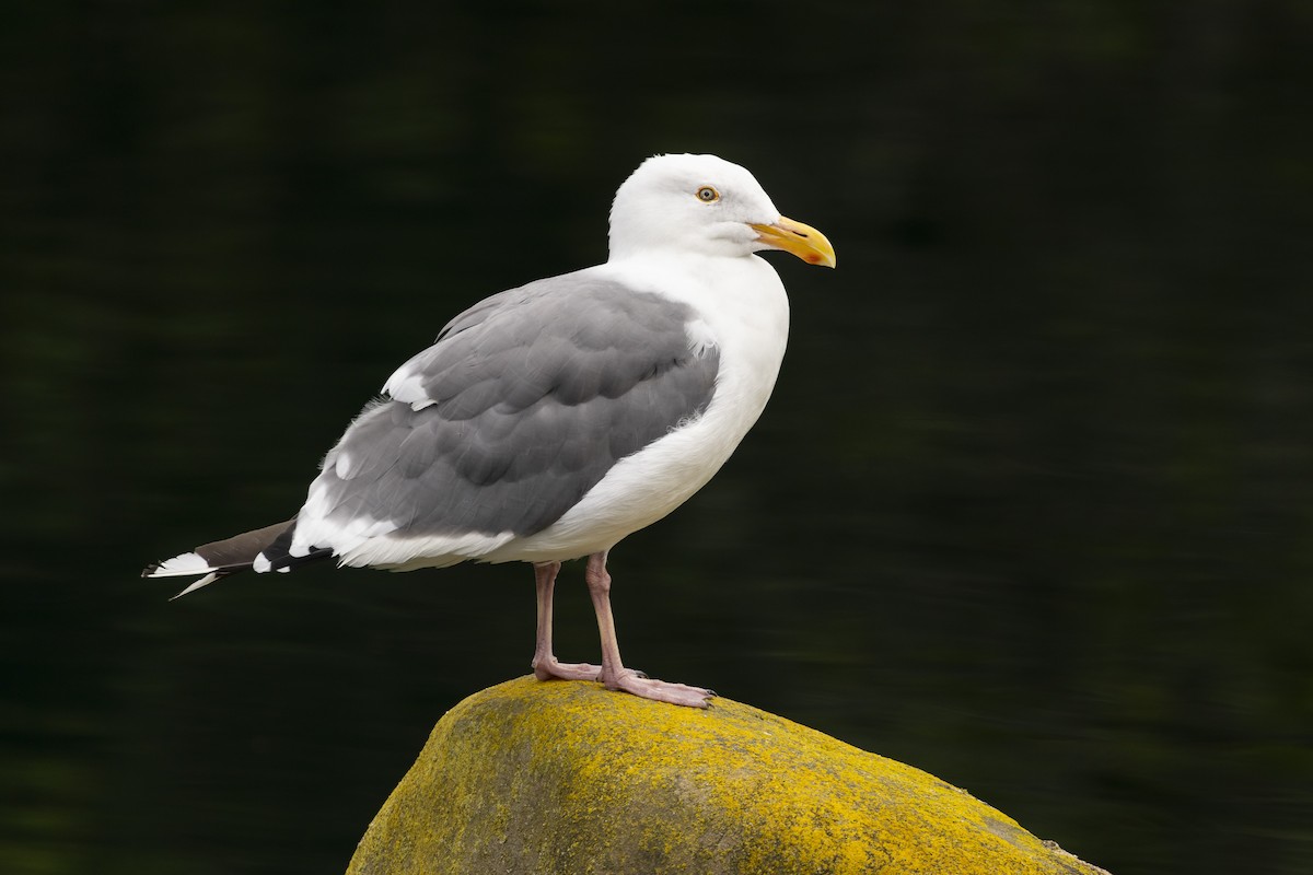 Western Gull - ML644412842