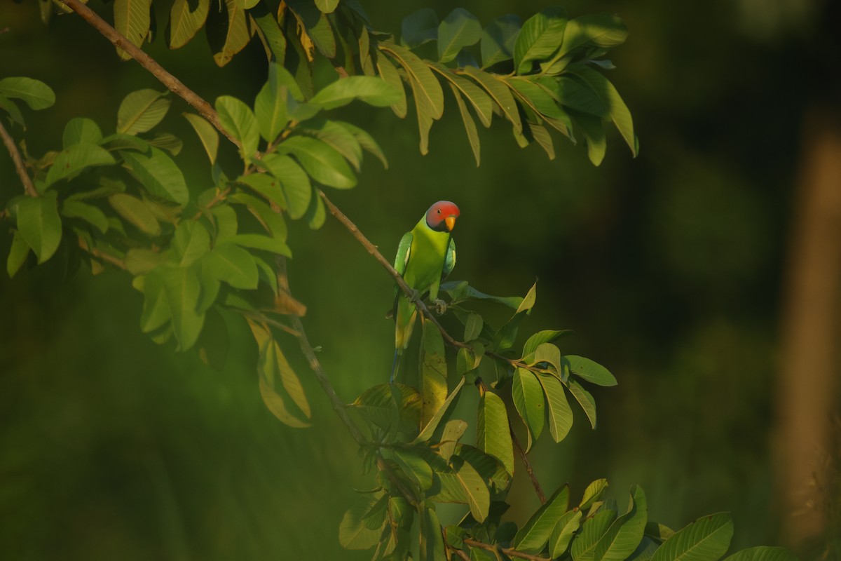 コセイインコ - ML644412844