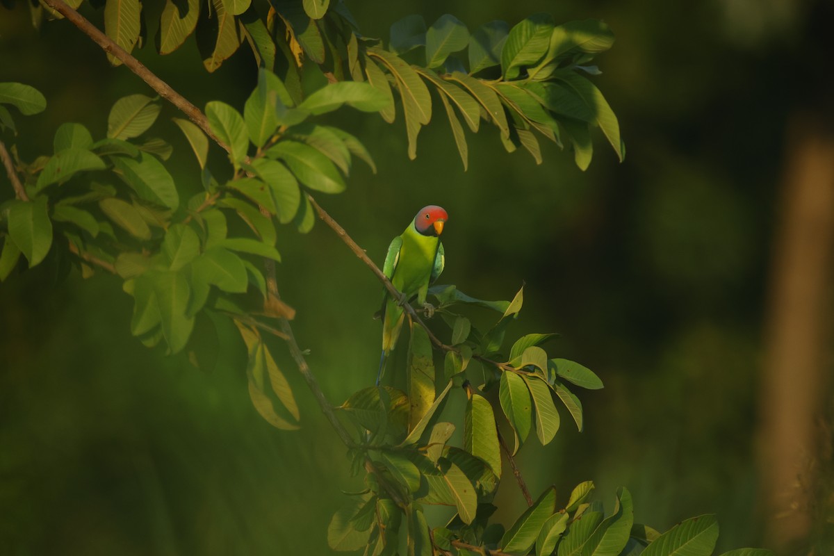 コセイインコ - ML644412845