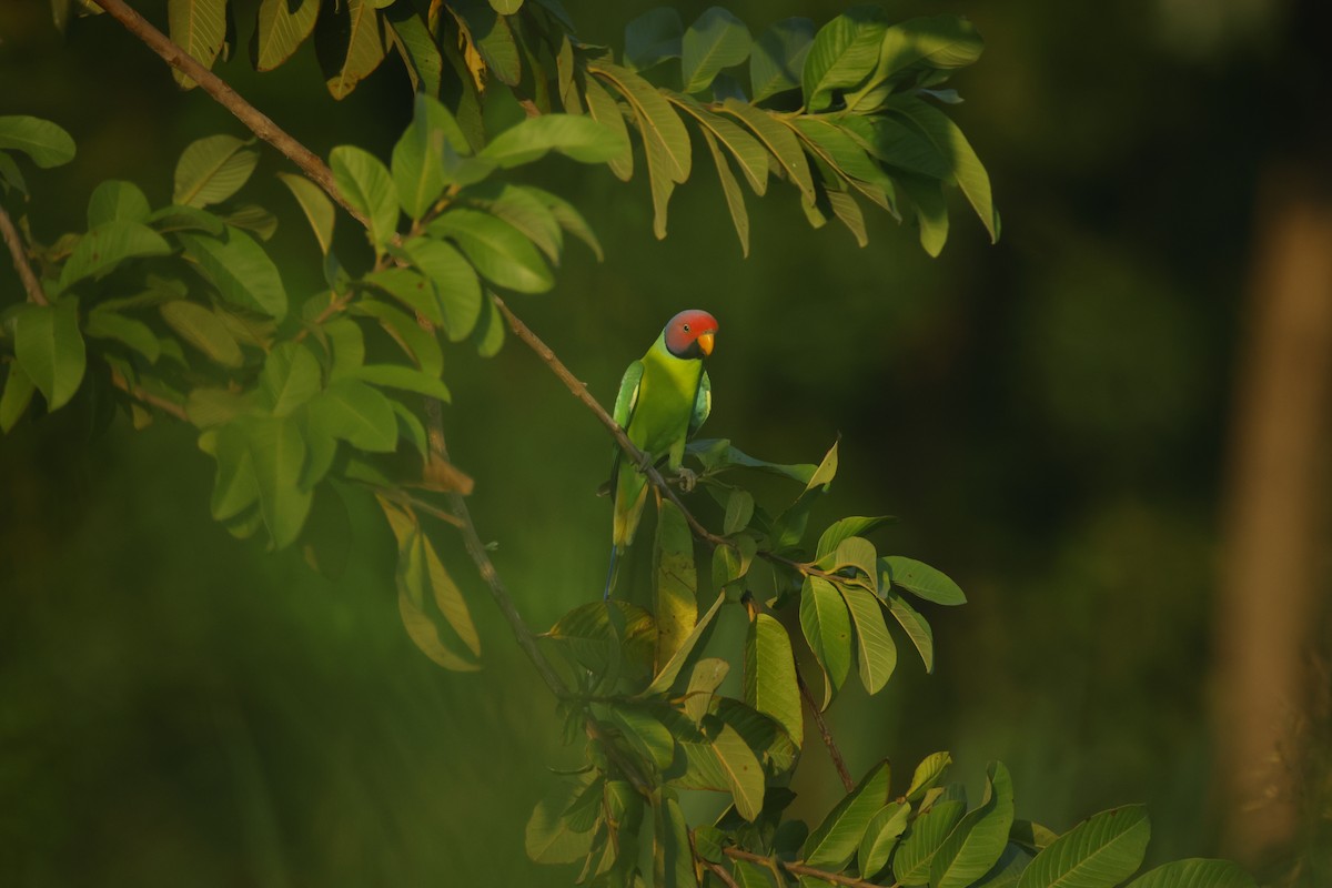 コセイインコ - ML644412846