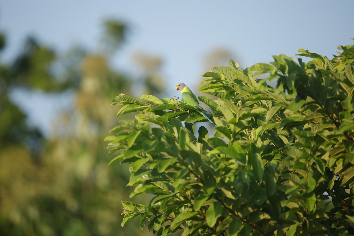 コセイインコ - ML644412847