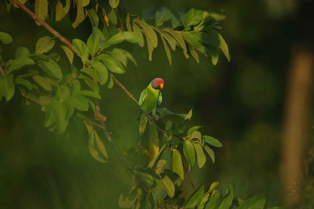 コセイインコ - ML644412848