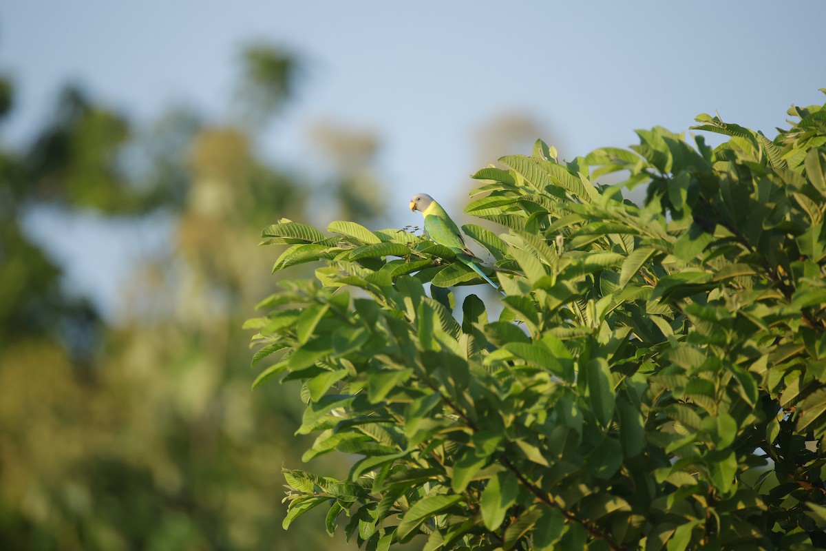 コセイインコ - ML644412849