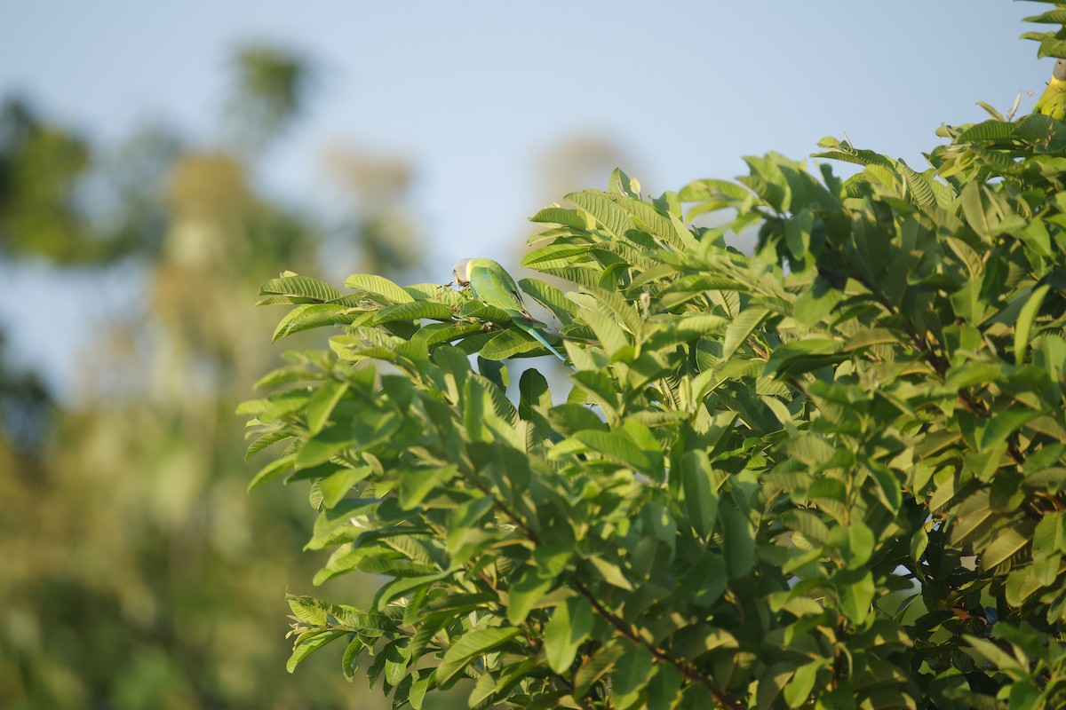 コセイインコ - ML644412850