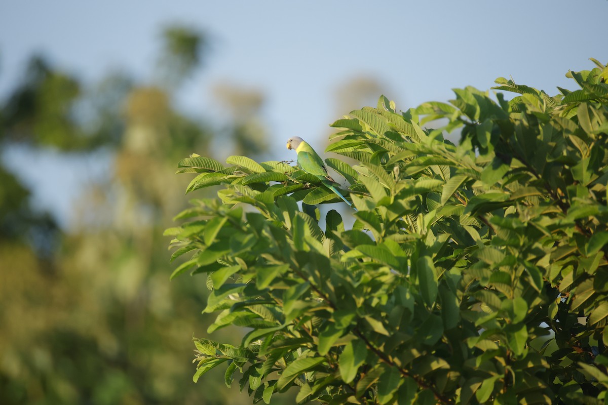 コセイインコ - ML644412851