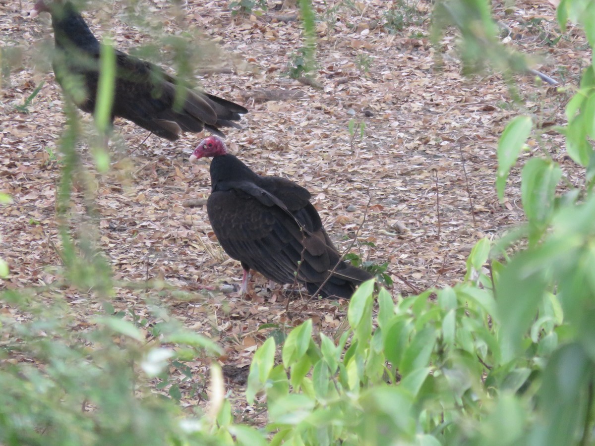 Turkey Vulture - ML644412858