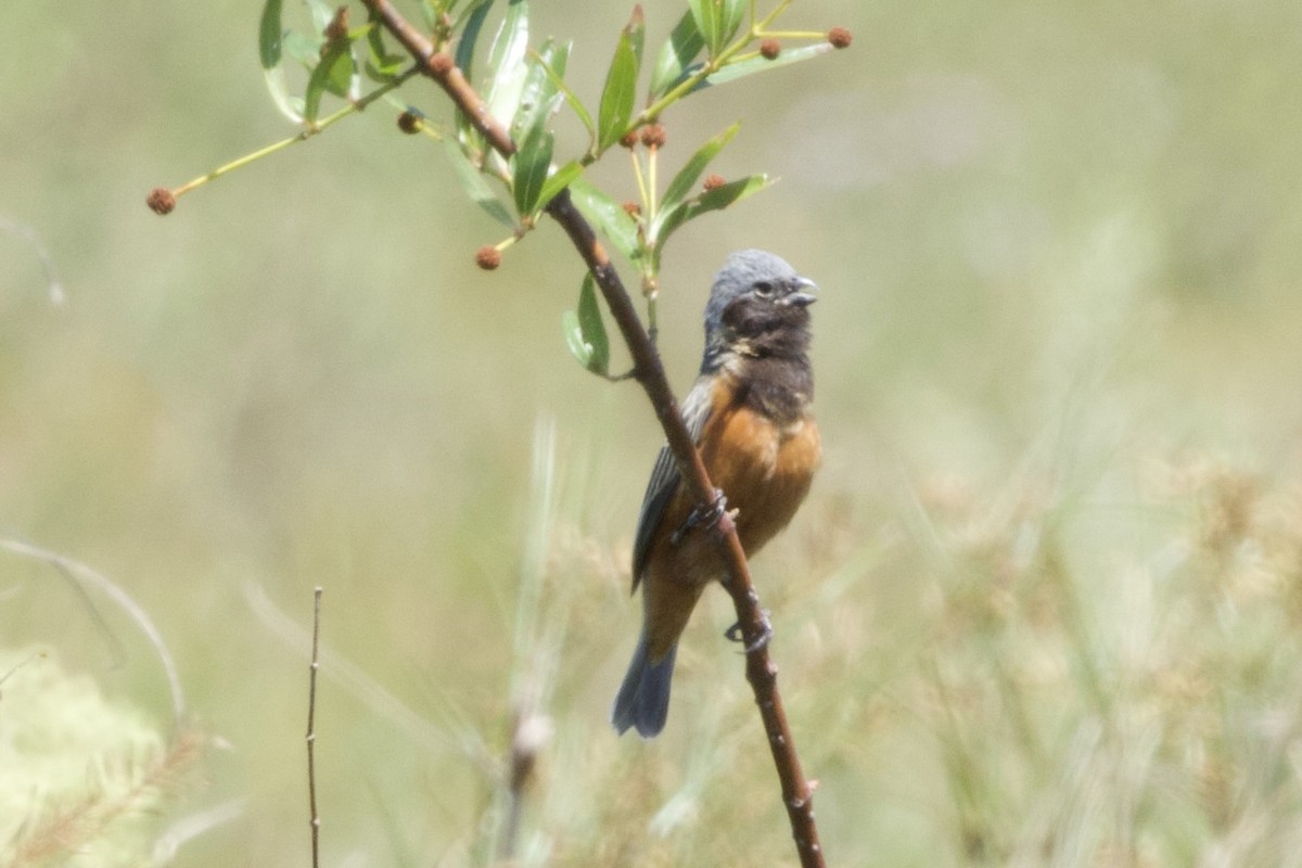 Dark-throated Seedeater - ML644412866