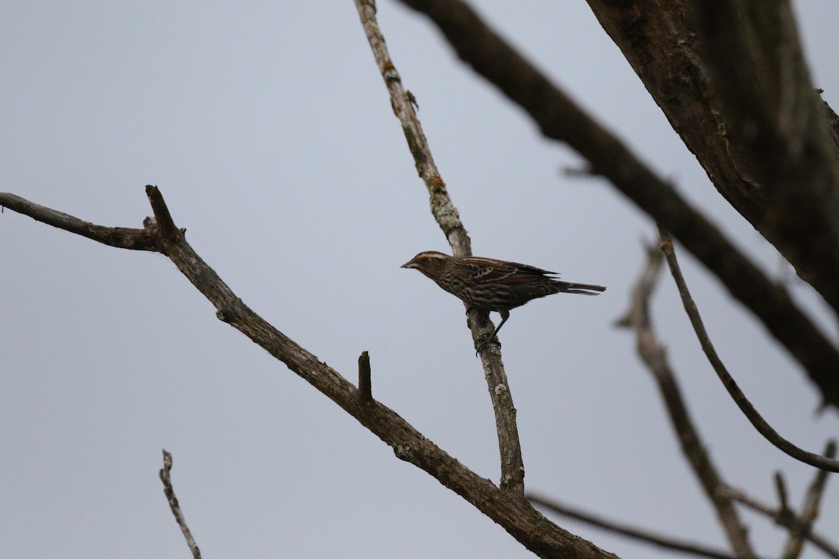 Al Kanatlı Karatavuk - ML644412867