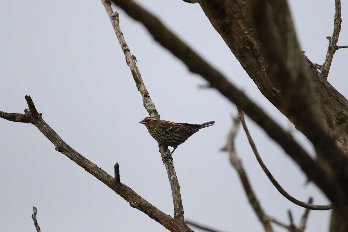 Al Kanatlı Karatavuk - ML644412868