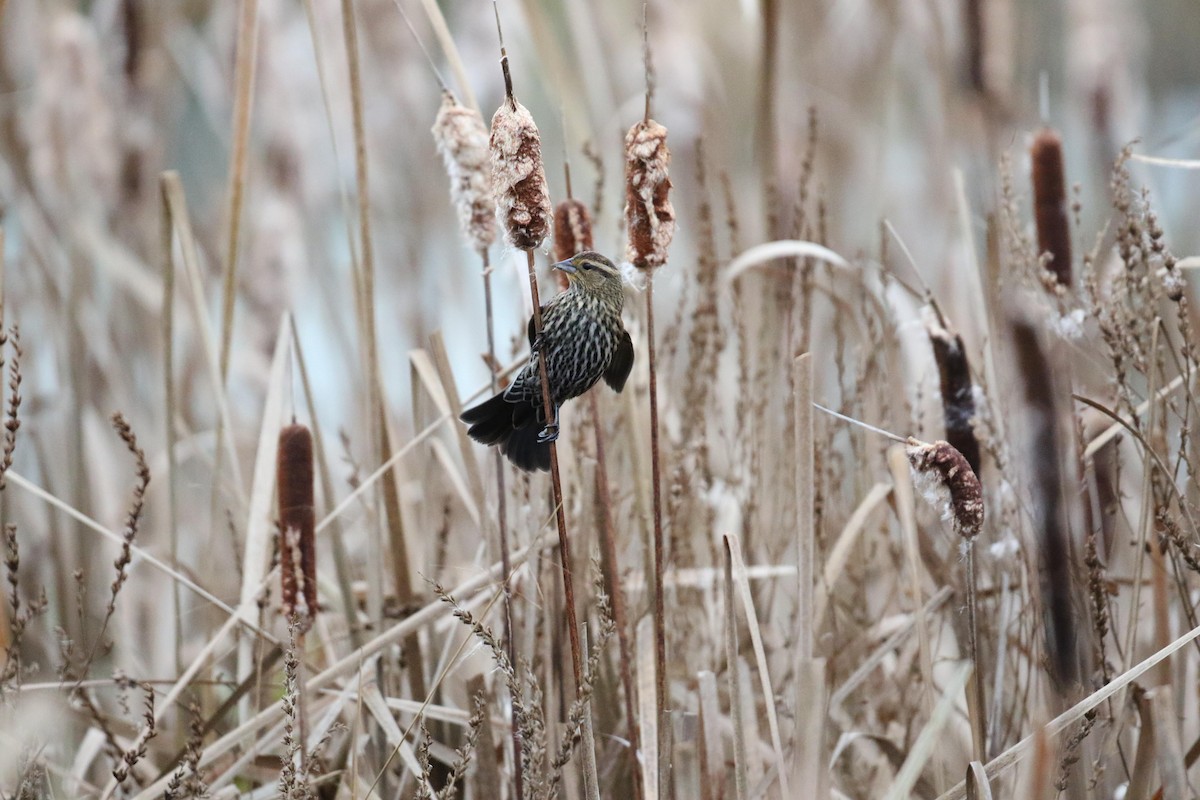 Al Kanatlı Karatavuk - ML644412869