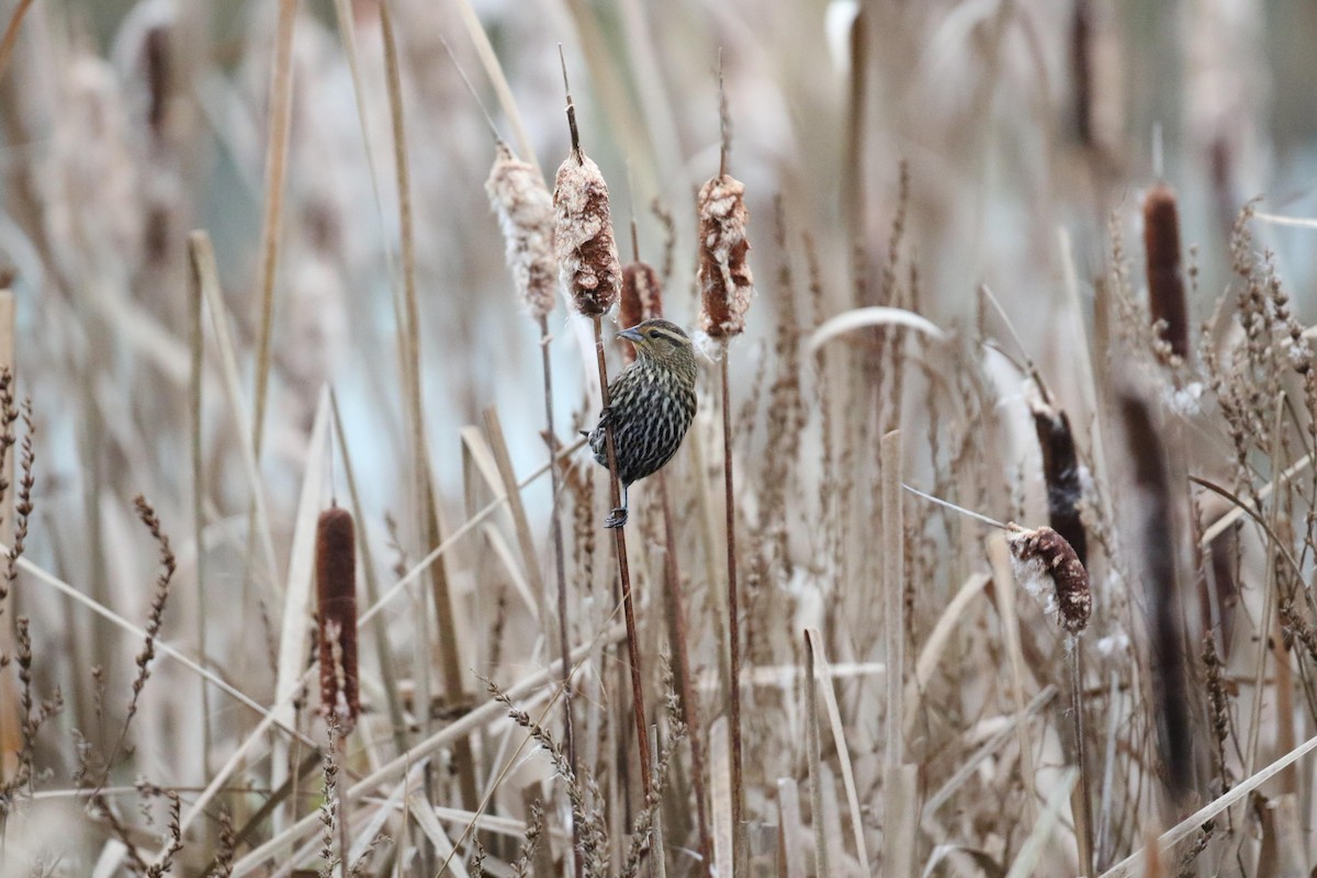 Al Kanatlı Karatavuk - ML644412870