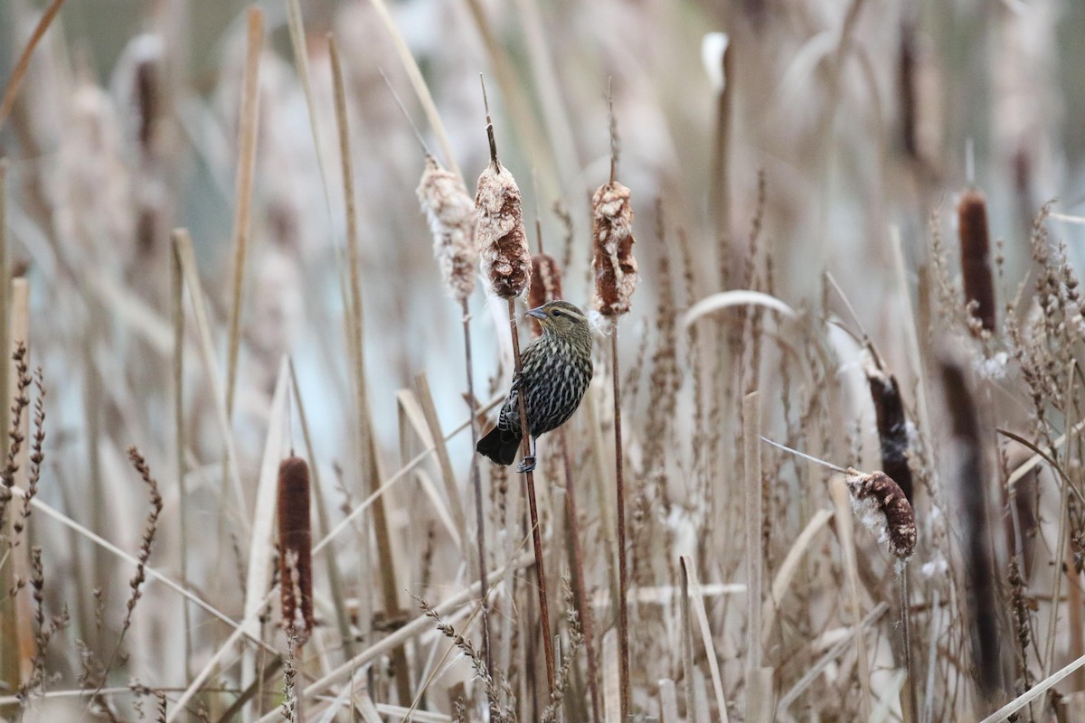 Al Kanatlı Karatavuk - ML644412871