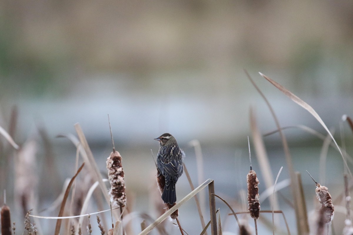 Al Kanatlı Karatavuk - ML644412872