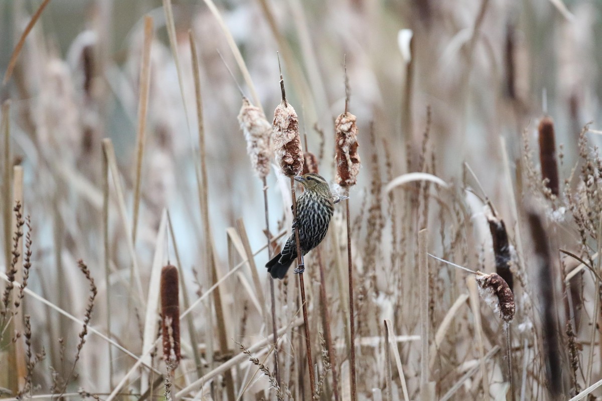 Al Kanatlı Karatavuk - ML644412873