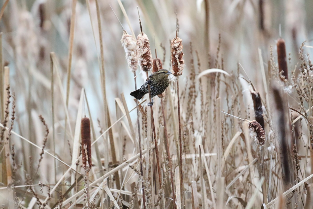 Al Kanatlı Karatavuk - ML644412874