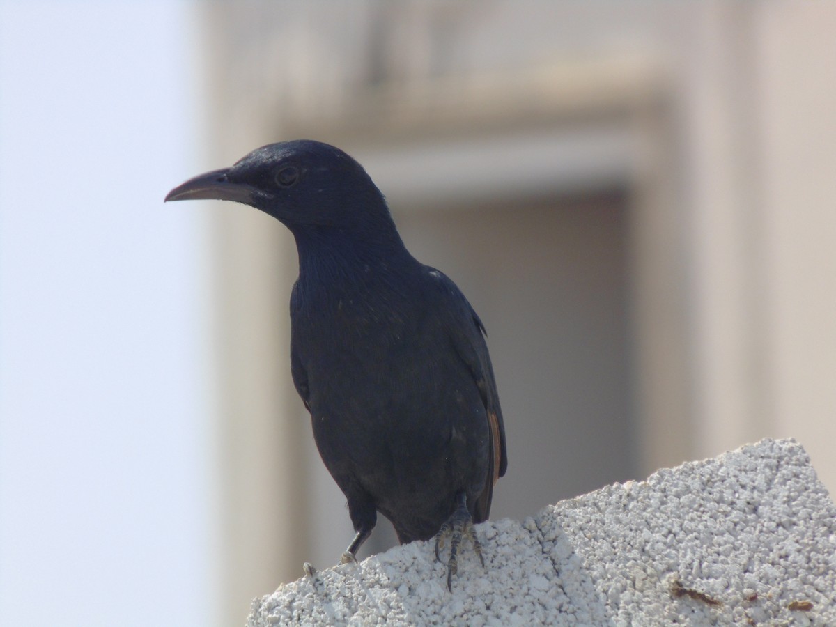 Tristram's Starling - ML644412893