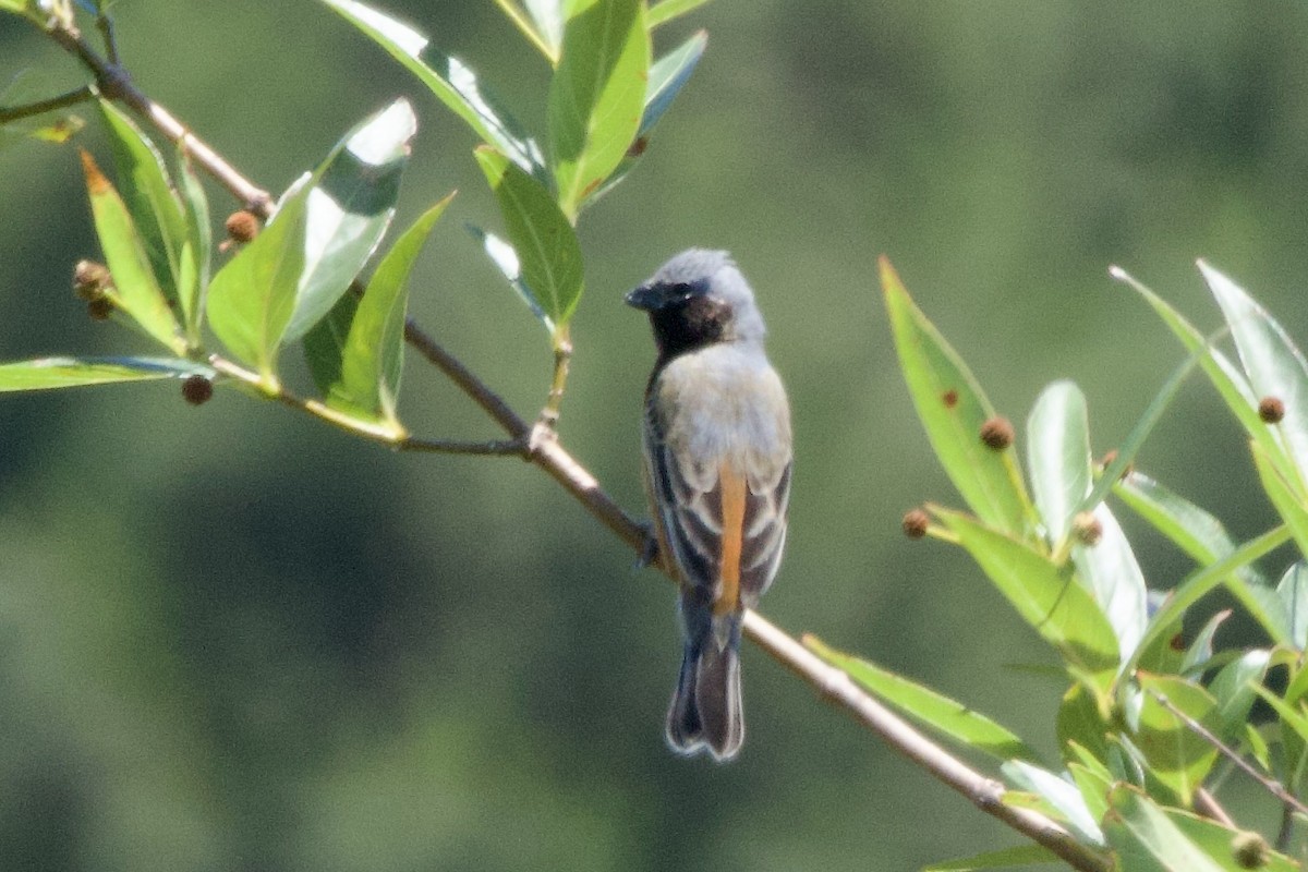 Dark-throated Seedeater - ML644412894