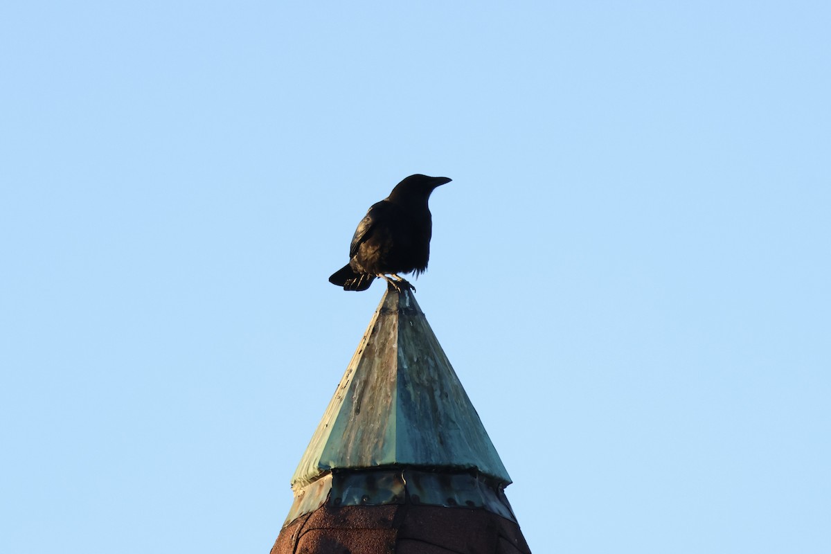 American Crow - ML644412896