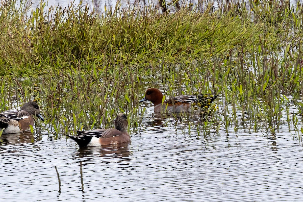 Pfeifente - ML644412903