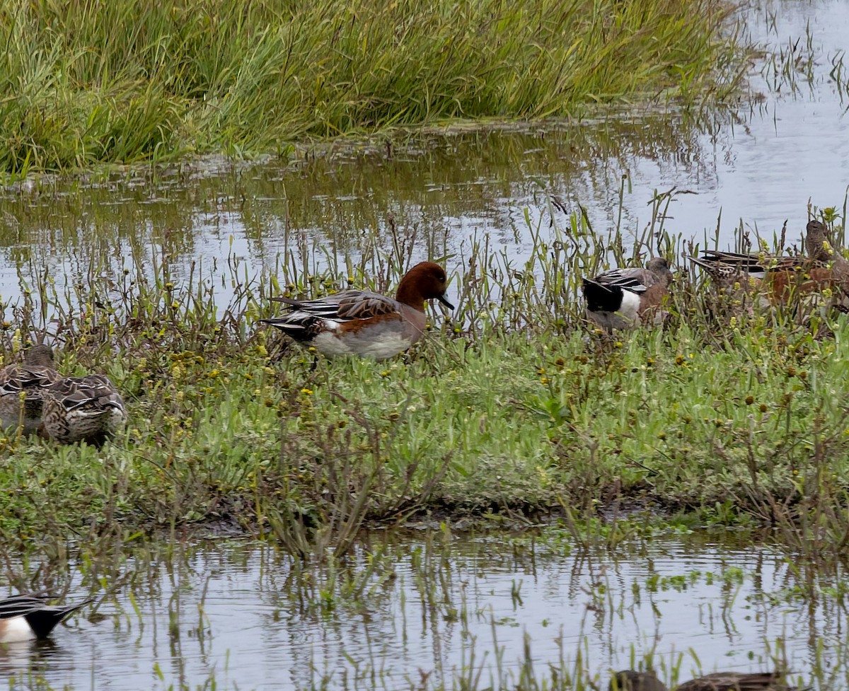 Pfeifente - ML644412904