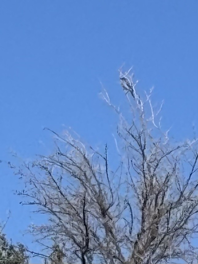 Mexican Jay - ML644412906