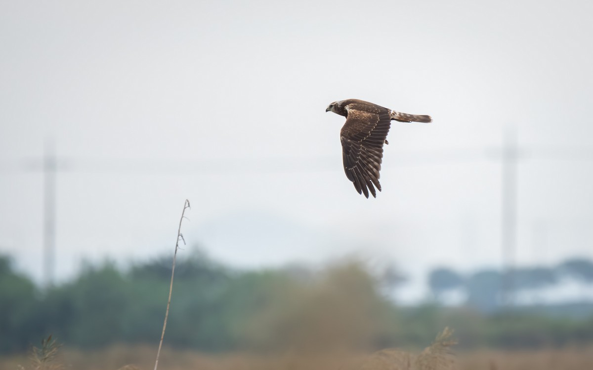 Eastern Marsh Harrier - ML644412908
