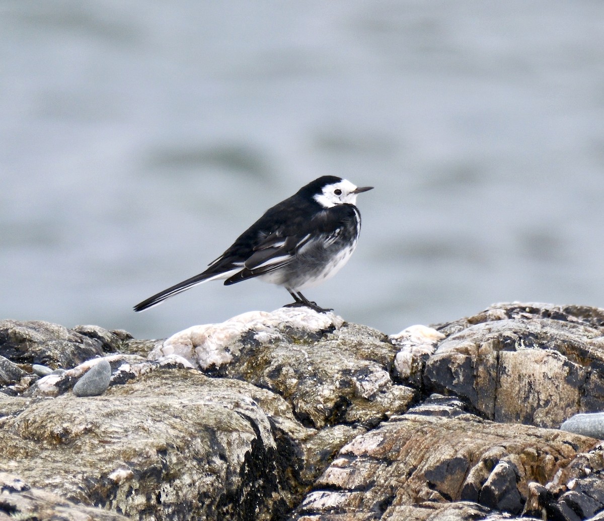 Buztanikara zuria (yarrellii) - ML644412912