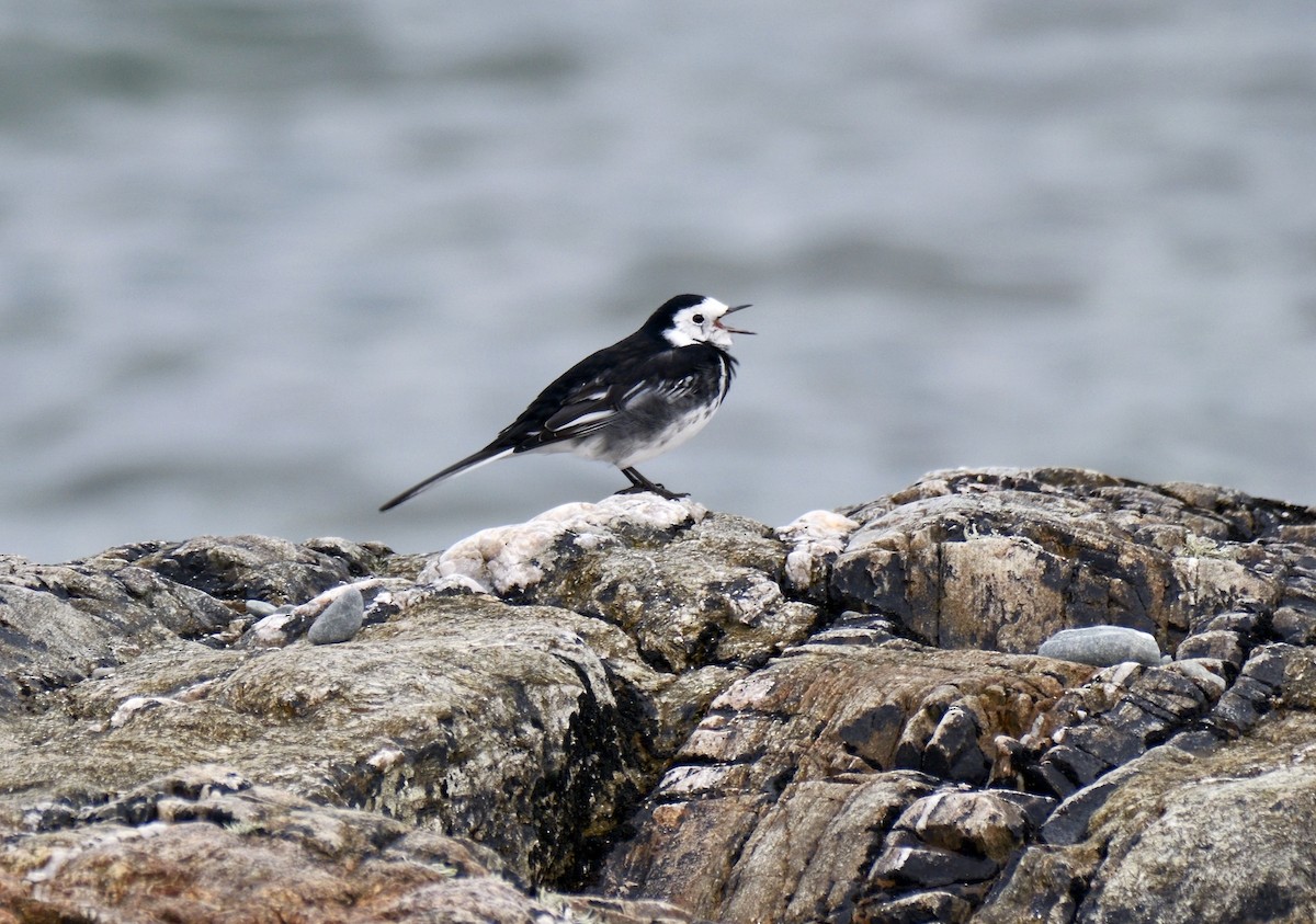 Buztanikara zuria (yarrellii) - ML644412913