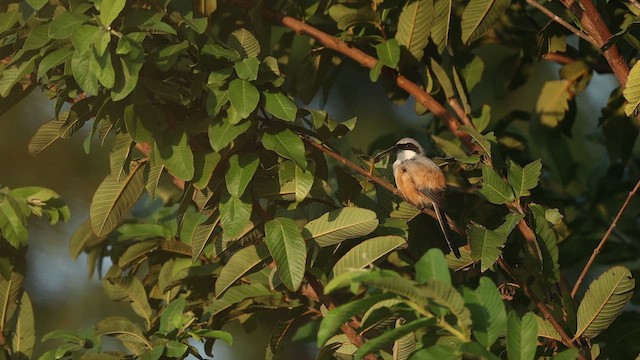 rustvarsler - ML644412918