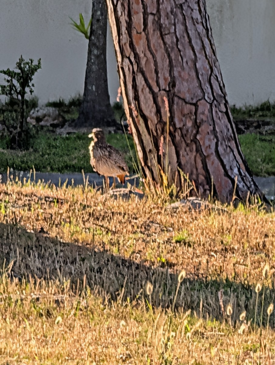 Spotted Thick-knee - ML644412927