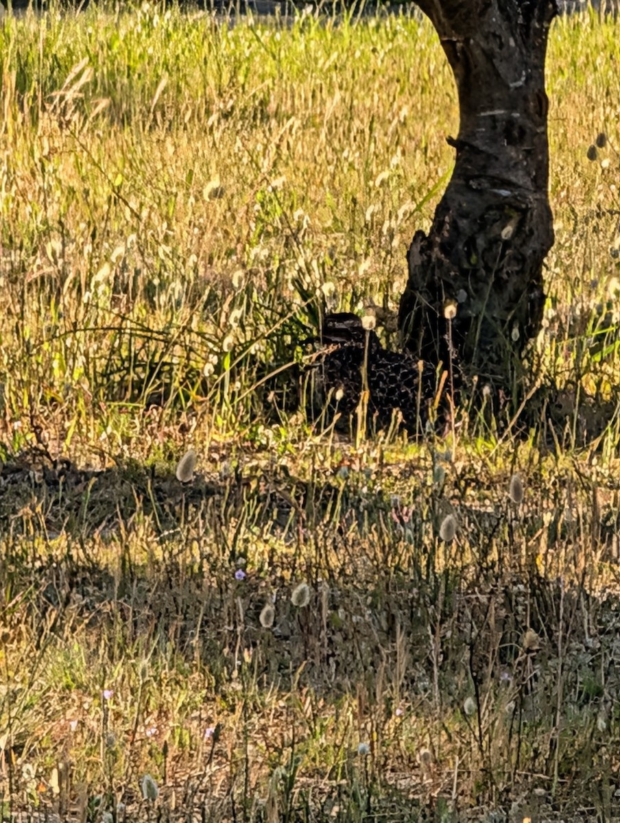 Spotted Thick-knee - ML644412928