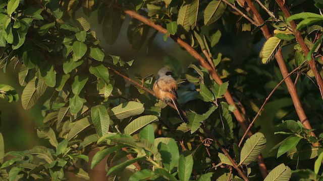 rustvarsler - ML644412946