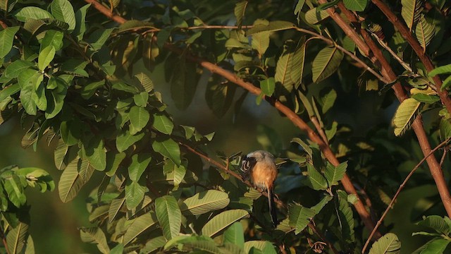 rustvarsler - ML644412952