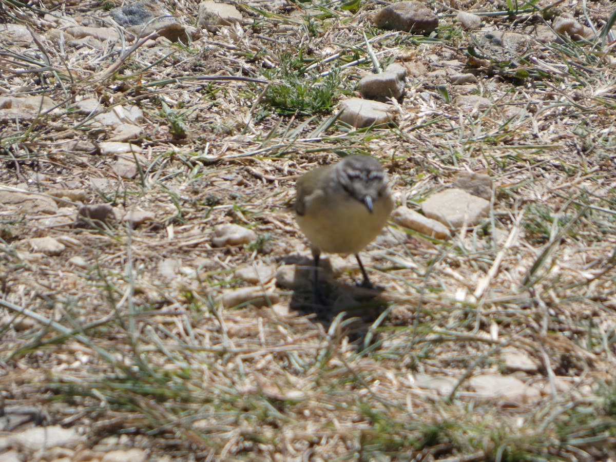 Yellow-rumped Thornbill - ML644412954