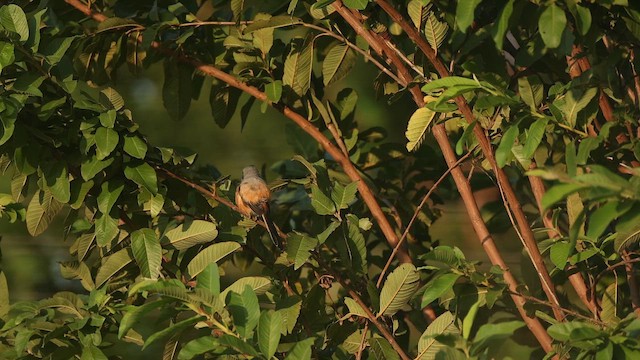 rustvarsler - ML644412955