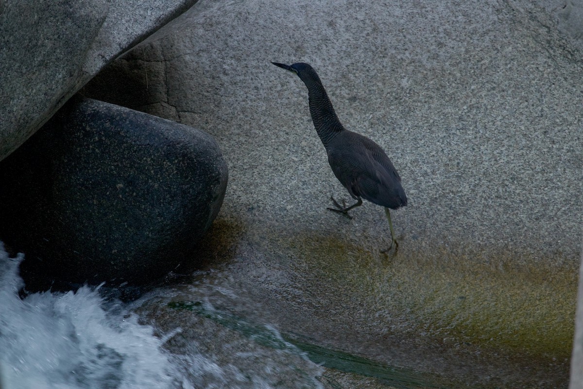 Fasciated Tiger-Heron - ML644412957