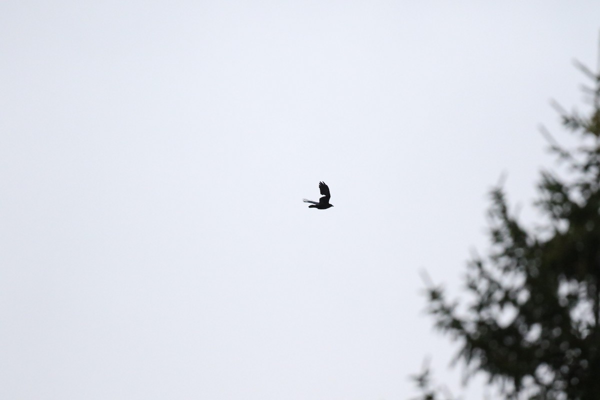 American Crow - ML644412973