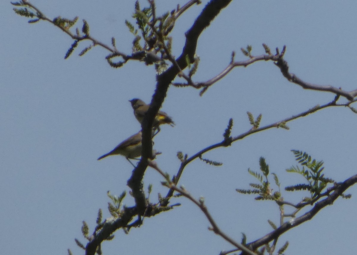 Yellow-rumped Thornbill - ML644412975