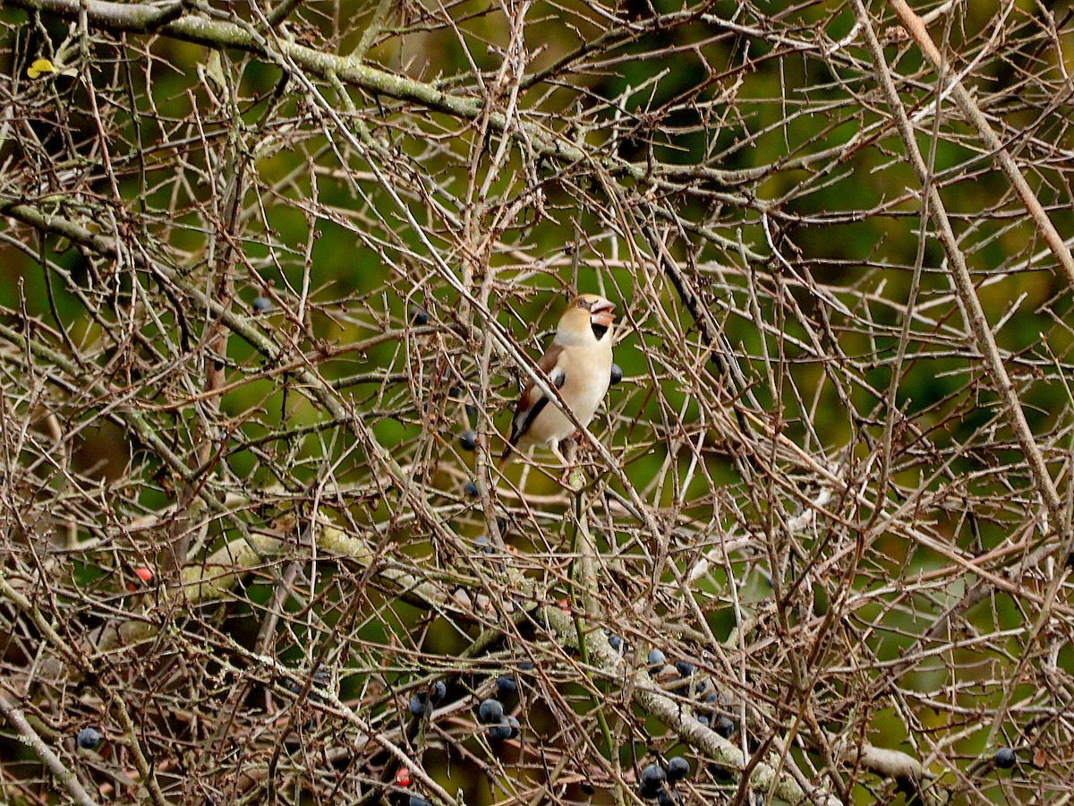 シメ - ML644412976